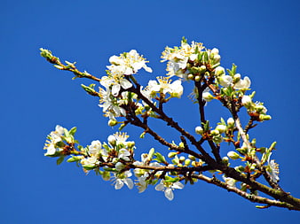 White Cherry Blossoms on Branch Against Blue Sky