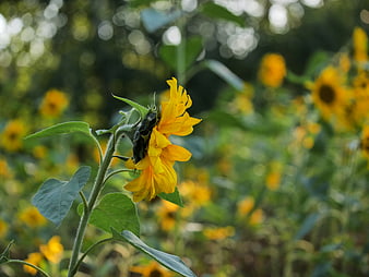 Close-up of a wilting sunflower in a blurred field