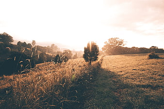 Golden hour sunlight illuminating a grassy field with trees