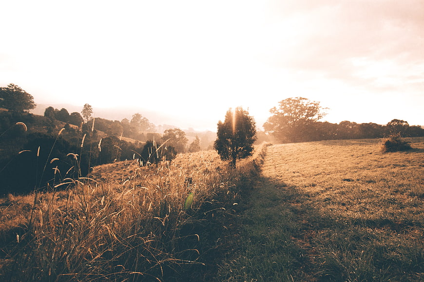 Golden hour sunlight illuminating a grassy field with trees