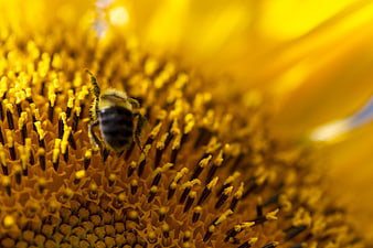Macro close-up of a bee on a sunflower