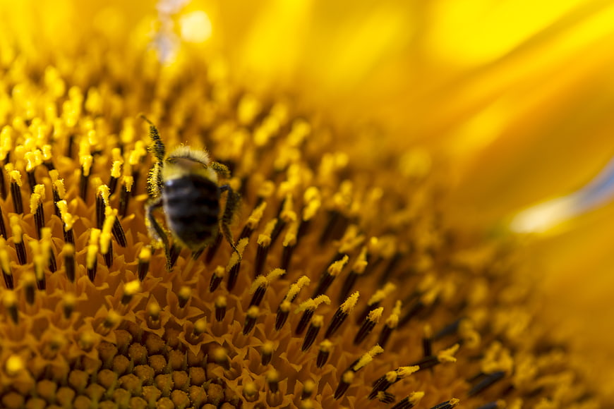 Macro close-up of a bee on a sunflower
