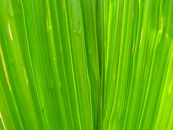 Close-up of vibrant green leaf texture with natural veins