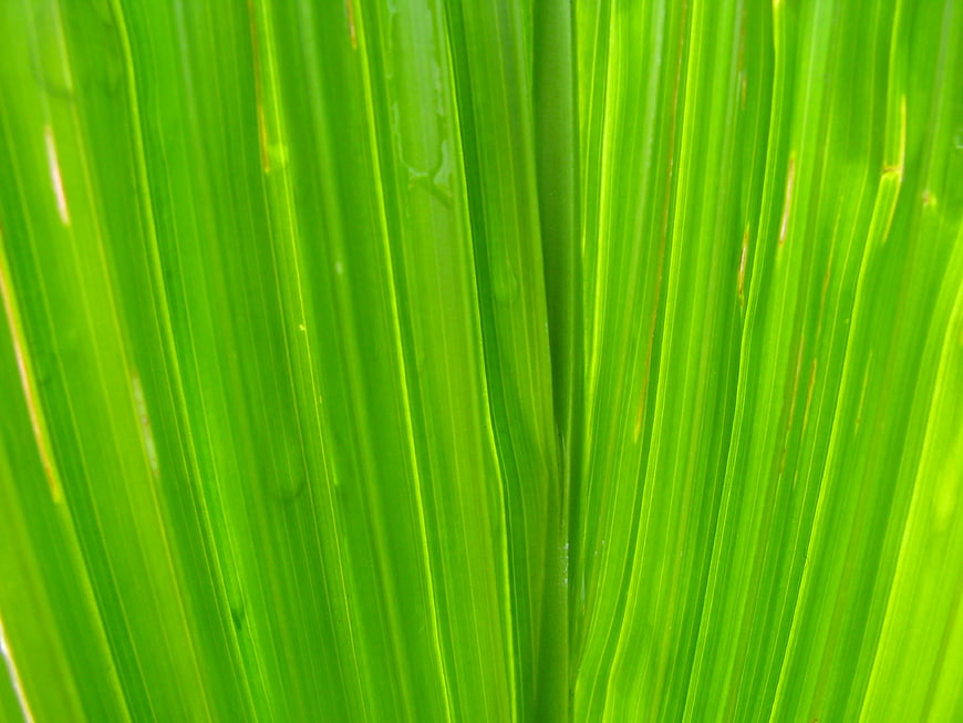 Close-up of vibrant green leaf texture with natural veins