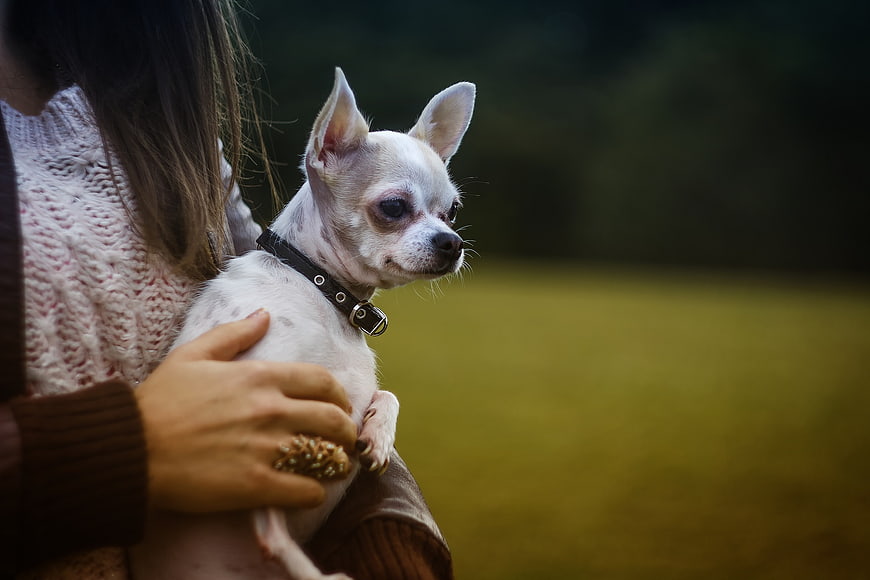 Woman holding small white chihuahua dog outdoors
