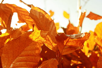 Sunlit orange autumn leaves close-up with golden hour light