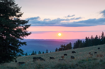 Cows grazing in a mountain meadow at sunset with pink sky
