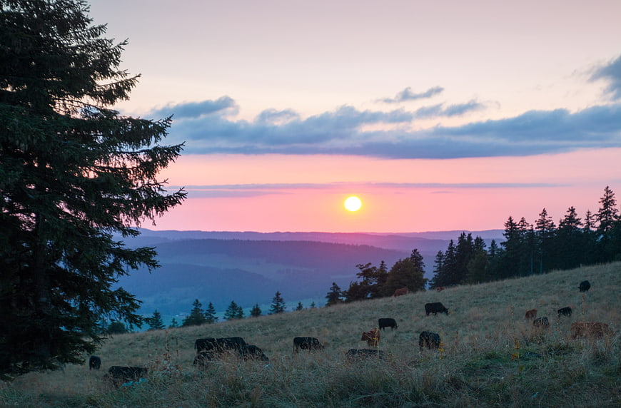 Cows grazing in a mountain meadow at sunset with pink sky