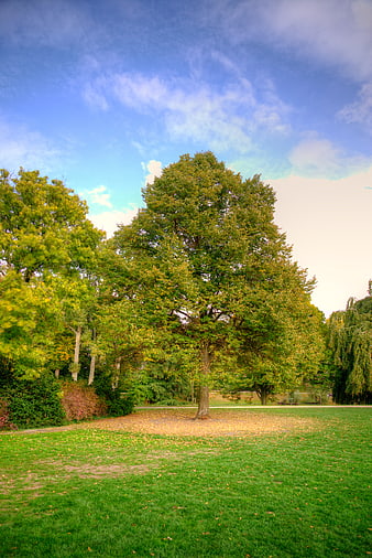 Lush Green Trees in Park with Blue Sky