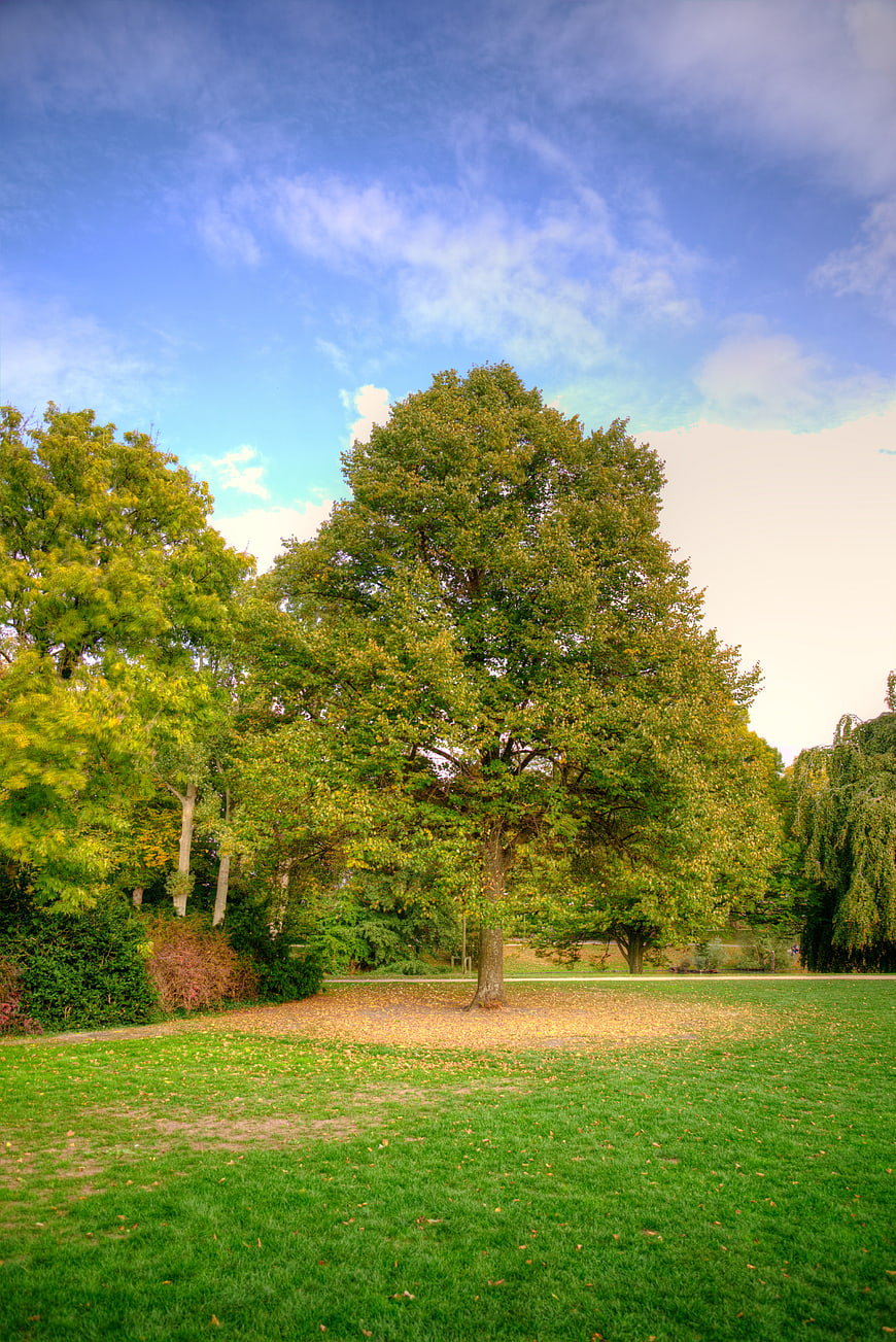Lush Green Trees in Park with Blue Sky