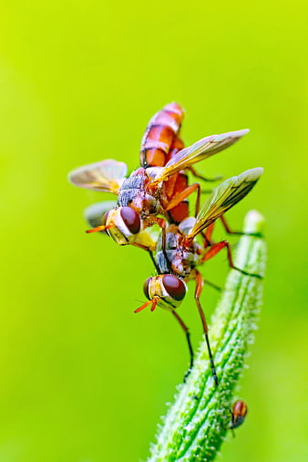 Macro photography of mating flies on a green plant stem