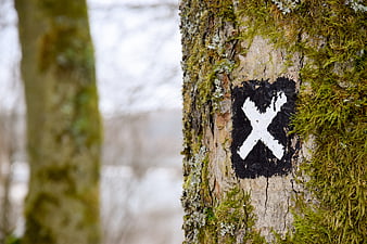 White X Trail Marker Painted on Mossy Tree Bark