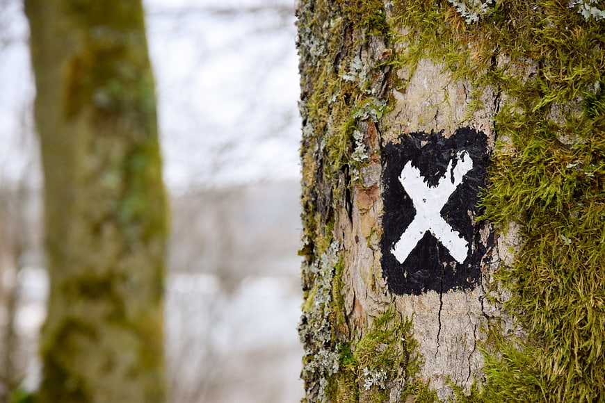 White X Trail Marker Painted on Mossy Tree Bark