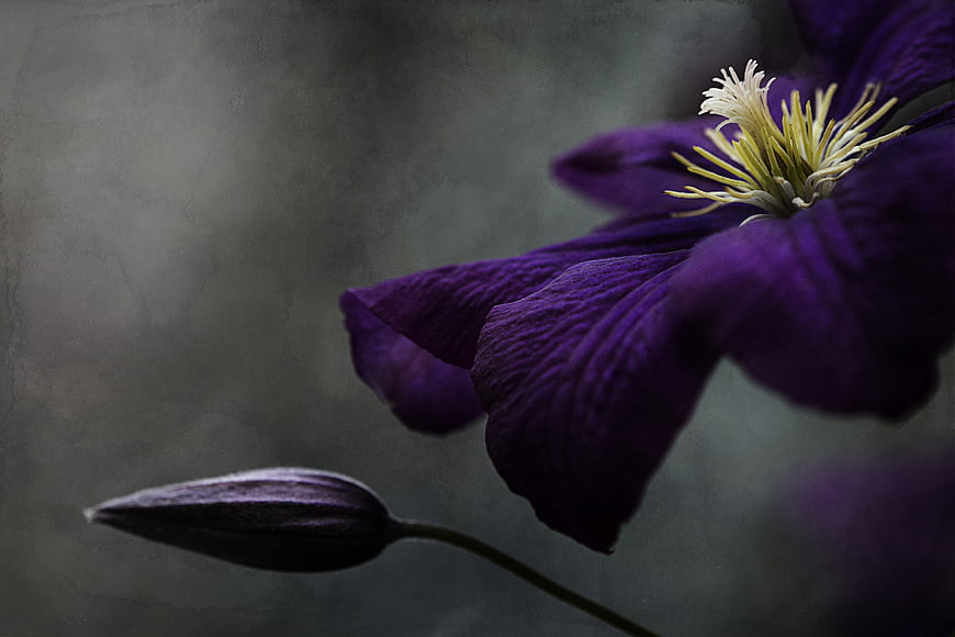 Moody Purple Clematis Flower and Bud Close Up