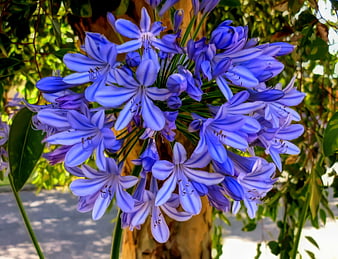 Vibrant Blue Agapanthus Flower Cluster in Sunlight
