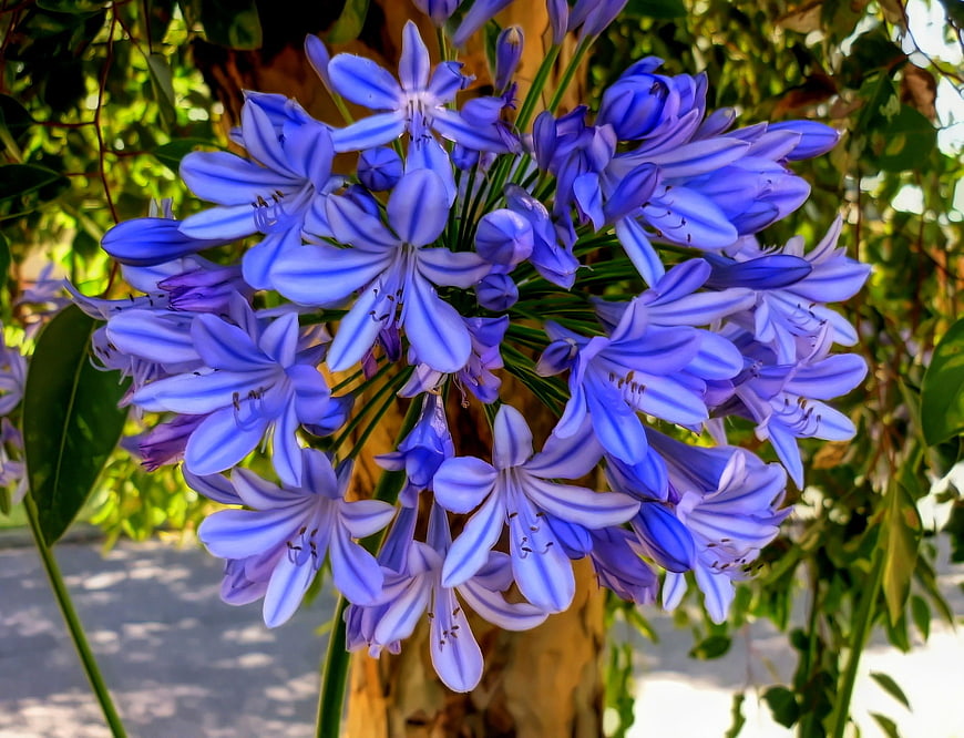 Vibrant Blue Agapanthus Flower Cluster in Sunlight