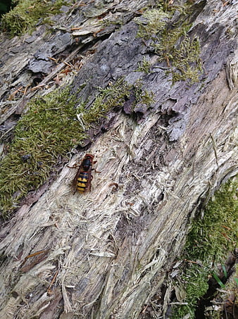 Close-up of a hornet on mossy decaying tree bark