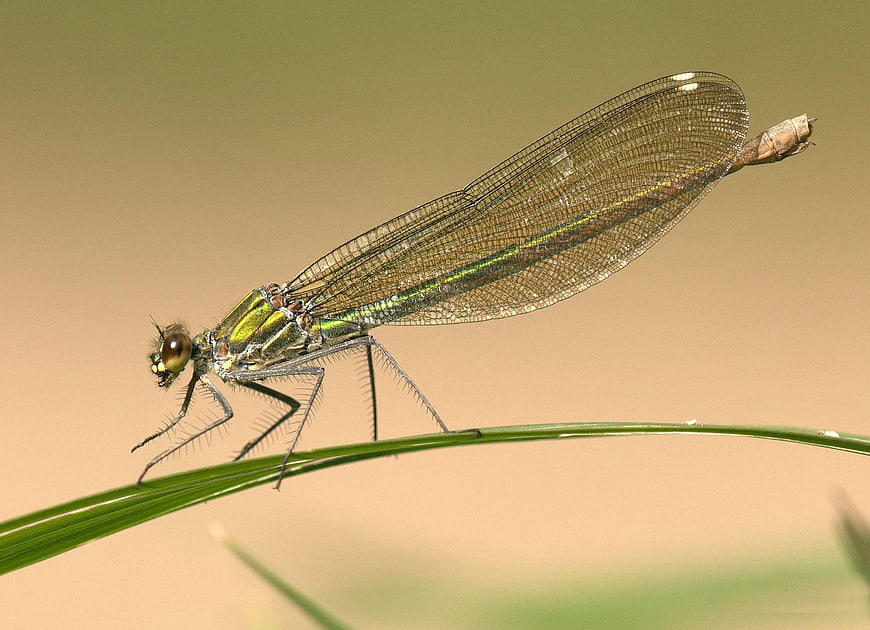Close-up of a Green Damselfly on a Blade of Grass
