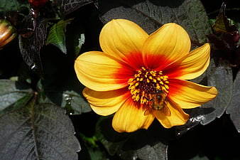 Yellow and red dahlia flower with honey bee pollinating