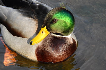 Close-up of a male mallard duck swimming in water