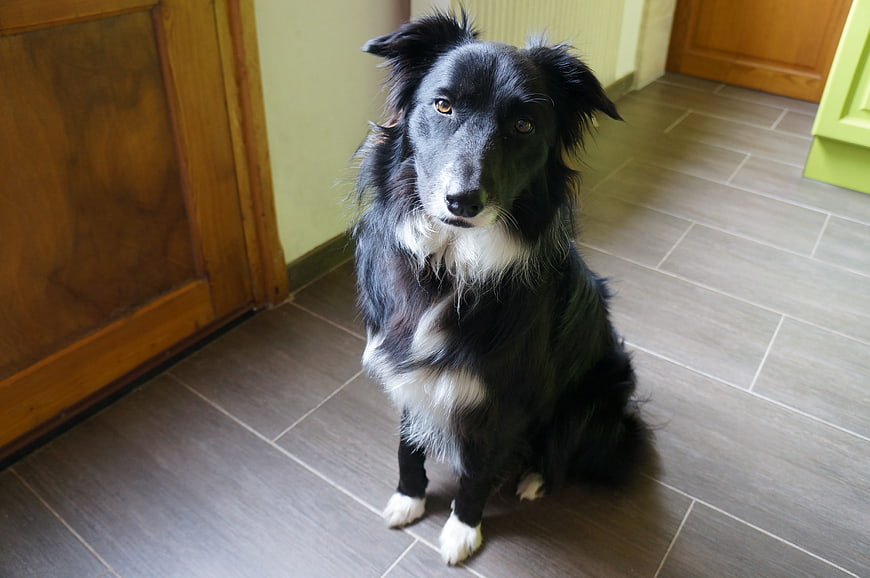 Black and White Border Collie Sitting on Tiled Floor