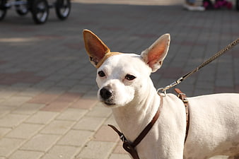 White Chihuahua on Leash Outdoors