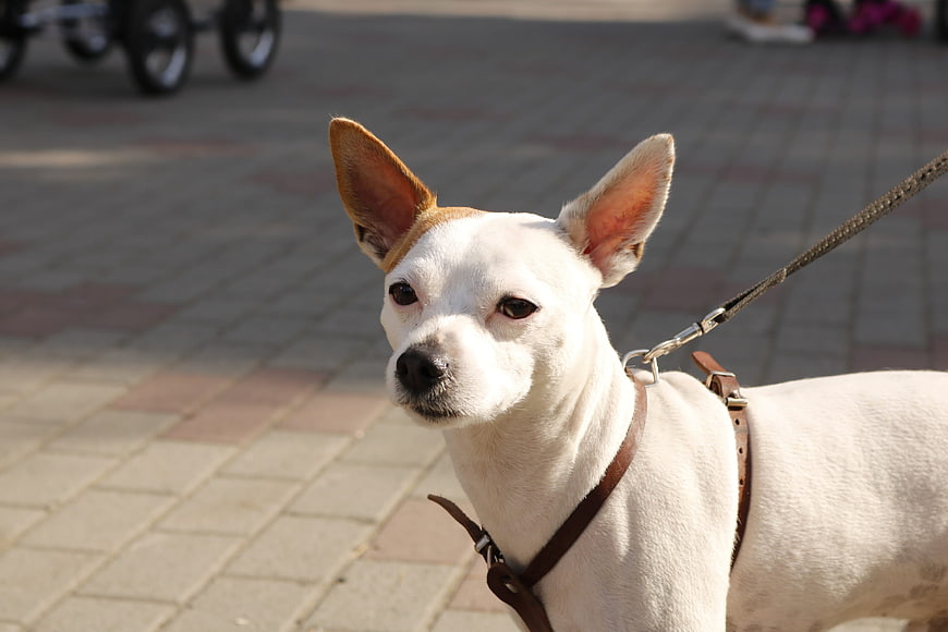 White Chihuahua on Leash Outdoors