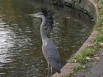 Grey Heron Standing by Water's Edge in Park