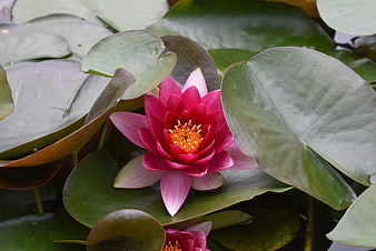 Vibrant Pink Water Lily Blooming on Green Lilies