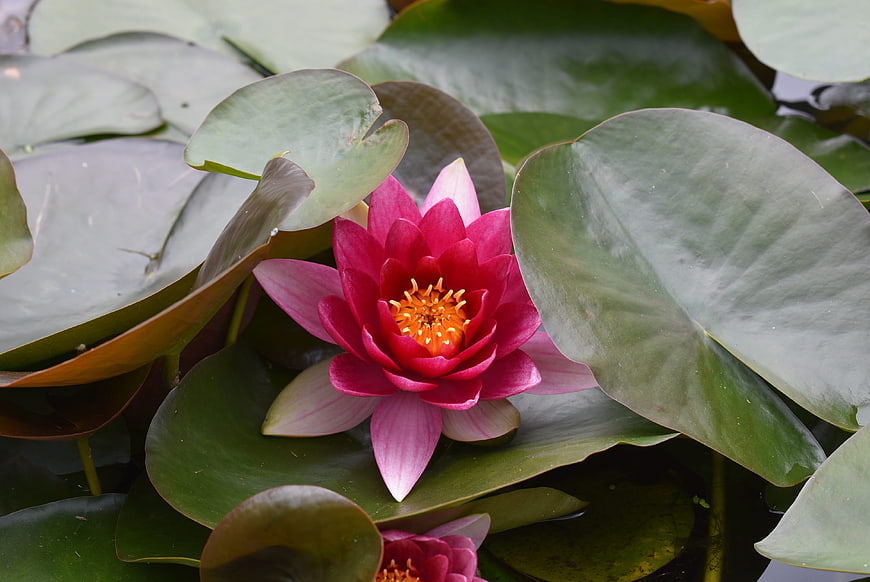 Vibrant Pink Water Lily Blooming on Green Lilies