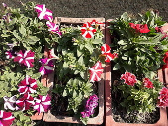 Colorful Petunias in Rectangular Clay Planters