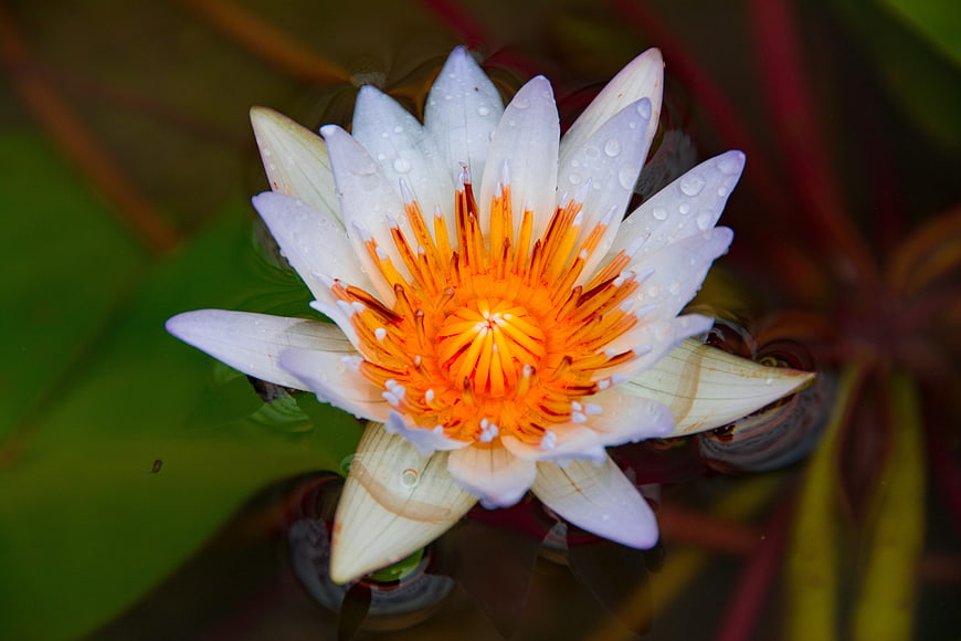White Water Lily with Orange Center and Water Droplets
