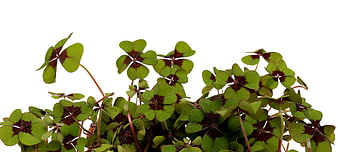 Wood Sorrel plant with dark markings on white background