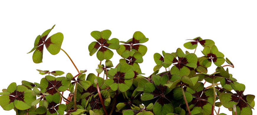Wood Sorrel plant with dark markings on white background
