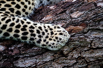 Close-up of leopard paw resting on rough tree bark