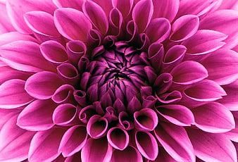 Vibrant Purple Dahlia Flower Macro Close Up