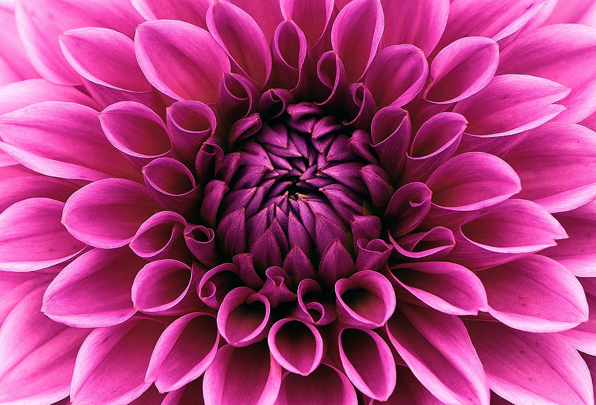 Vibrant Purple Dahlia Flower Macro Close Up