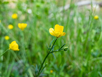 Yellow Buttercup Flower in Green Meadow