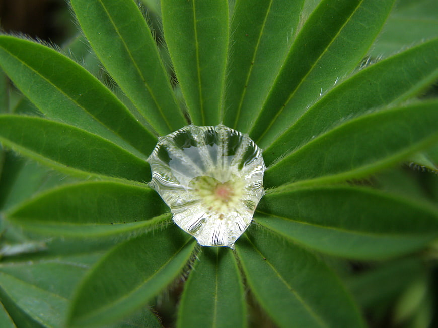 Macro shot of dewdrop on green lupine leaf