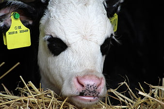 Close-up of a young calf eating hay with yellow ear tag