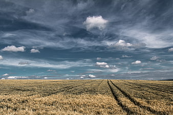 Vast Wheat Field Landscape Under Dramatic Cloudy Sky