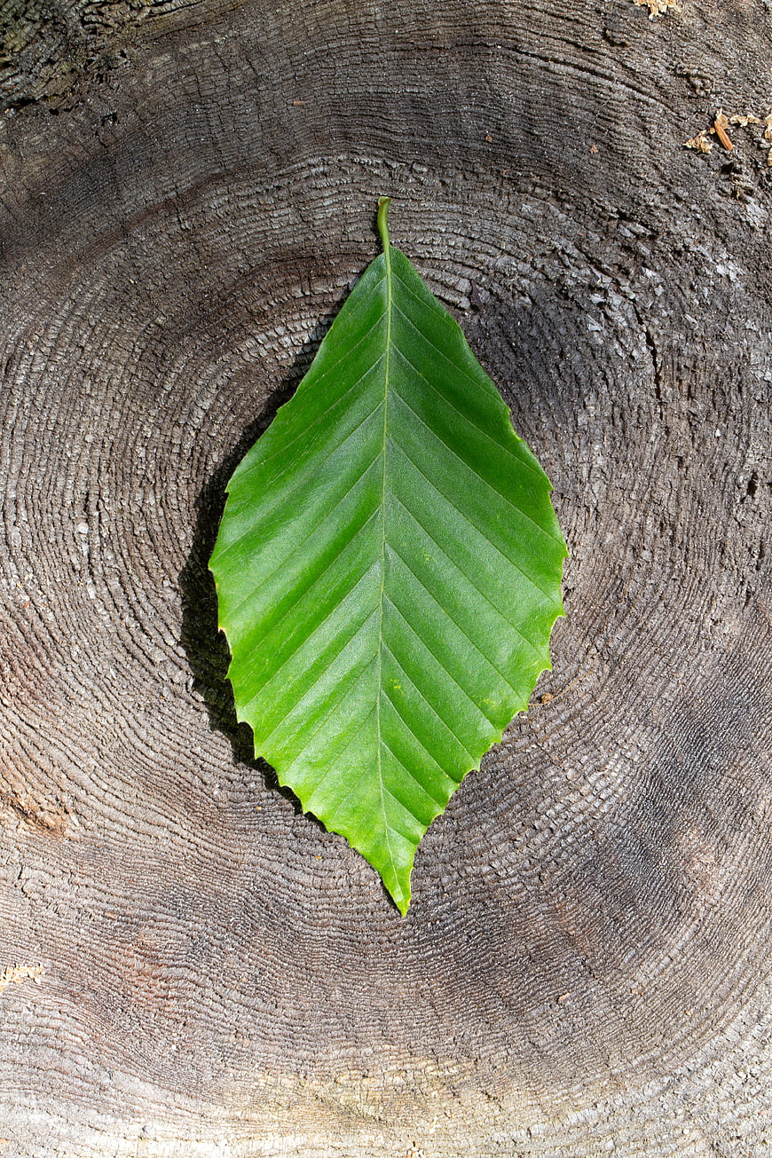 Green Beech Leaf on Textured Tree Stump Background