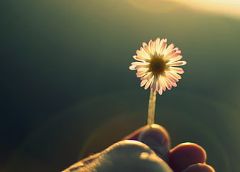 Hand Holding White Daisy Flower Backlit by Golden Sunlight