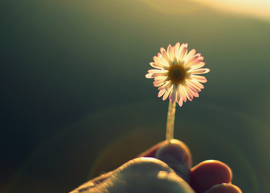 Hand Holding White Daisy Flower Backlit by Golden Sunlight