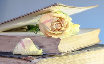 Vintage Rose Tucked in Open Old Book