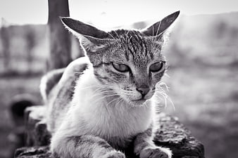 Black and white portrait of a tabby cat resting outdoors