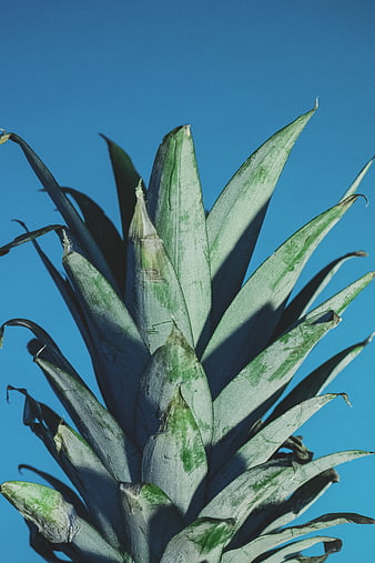 Close-up of pineapple crown against blue sky
