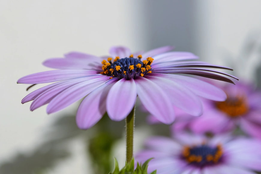 Close-up of purple African daisy flower with yellow center