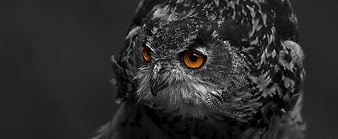 Close-up of an owl with intense orange eyes on dark background