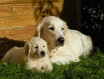 Adult Golden Retriever and Puppy Resting on Green Grass